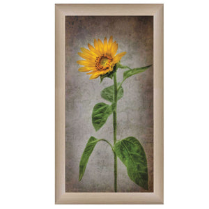 Sunflower II Brown Framed Print Wall Art